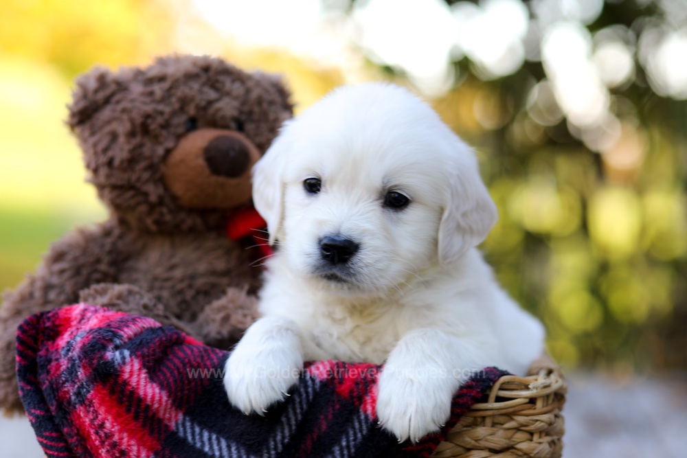 Jack Image of Jack, a Golden Retriever puppy