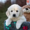 Image of Jade, a Golden Retriever puppy