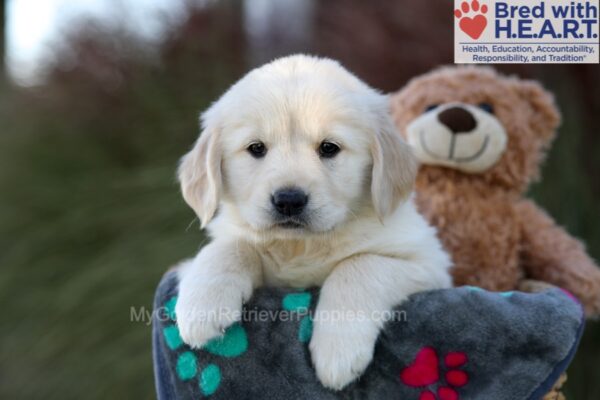 Image of Jade, a Golden Retriever puppy