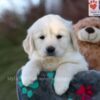 Image of Jade, a Golden Retriever puppy