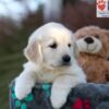 Image of Jade, a Golden Retriever puppy