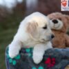 Image of Jade, a Golden Retriever puppy