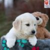 Image of Jade, a Golden Retriever puppy