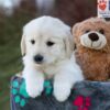 Image of Jade, a Golden Retriever puppy