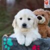 Image of Jade, a Golden Retriever puppy
