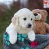 Image of Jade, a Golden Retriever puppy