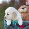 Image of Jade, a Golden Retriever puppy