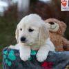 Image of Jade, a Golden Retriever puppy