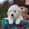 Image of Jade, a Golden Retriever puppy