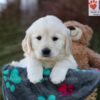 Image of Jade, a Golden Retriever puppy