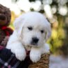 Image of Jake, a Golden Retriever puppy