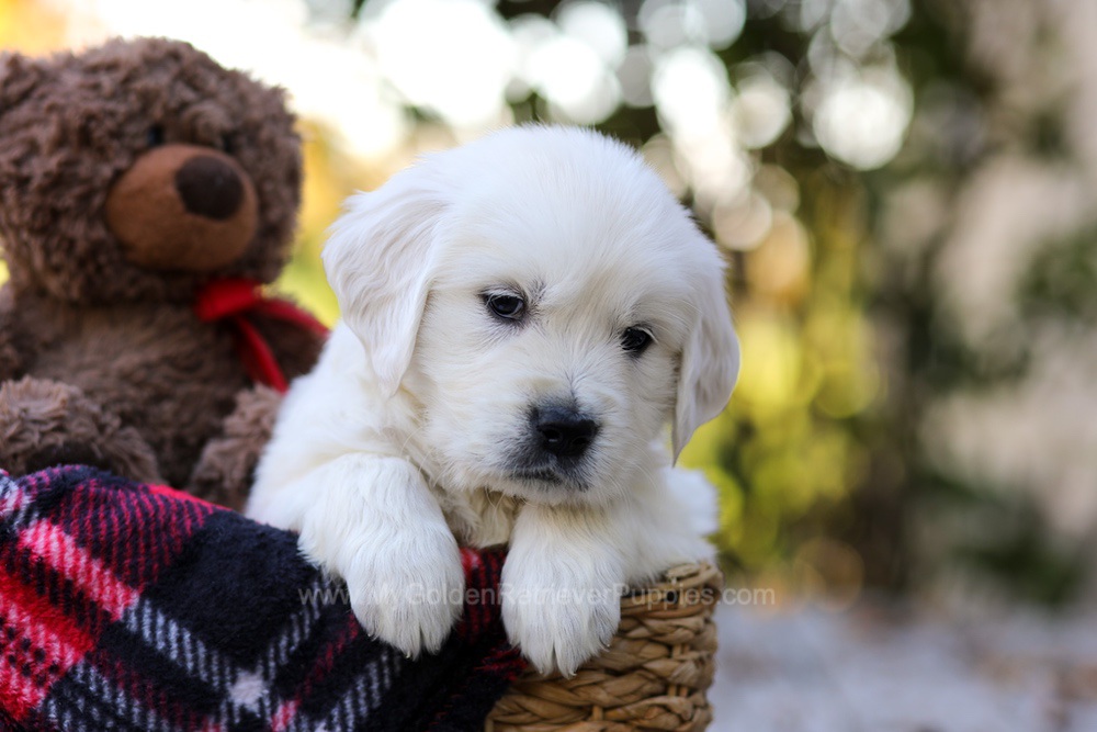 Jake Image of Jake, a Golden Retriever puppy