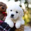 Image of Jake, a Golden Retriever puppy