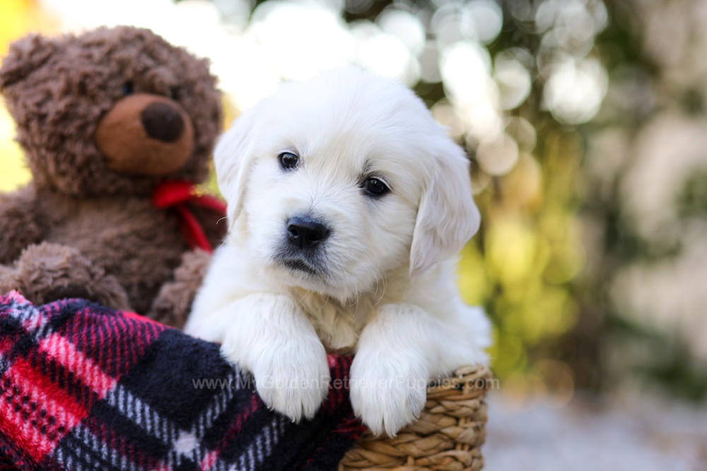 Jake Image of Jake, a Golden Retriever puppy