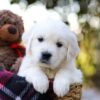 Image of Jake, a Golden Retriever puppy