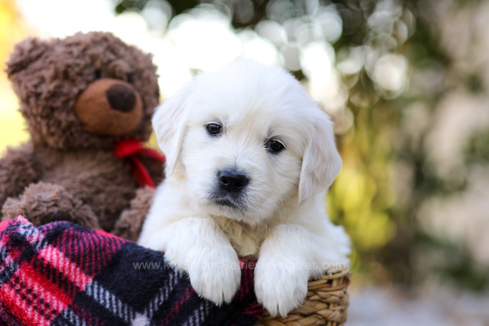 Jake Image of Jake, a Golden Retriever puppy