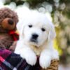 Image of Jake, a Golden Retriever puppy
