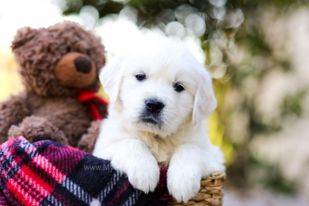 Jake Image of Jake, a Golden Retriever puppy