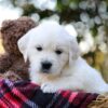 Image of Jake, a Golden Retriever puppy