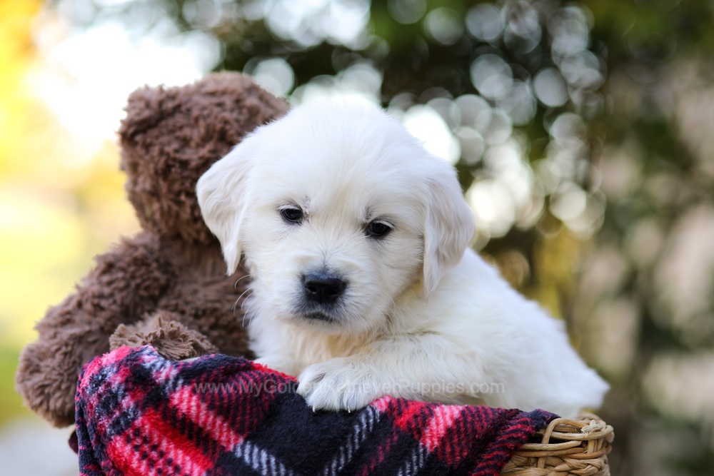Jake Image of Jake, a Golden Retriever puppy