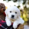 Image of Jake, a Golden Retriever puppy