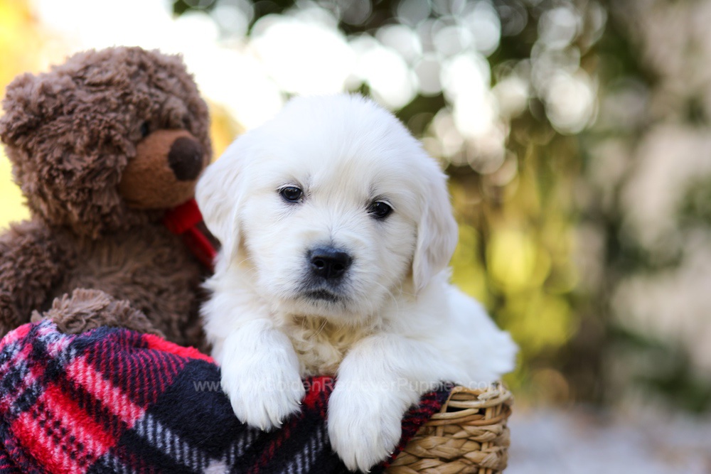 Jake Image of Jake, a Golden Retriever puppy