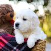 Image of Jake, a Golden Retriever puppy