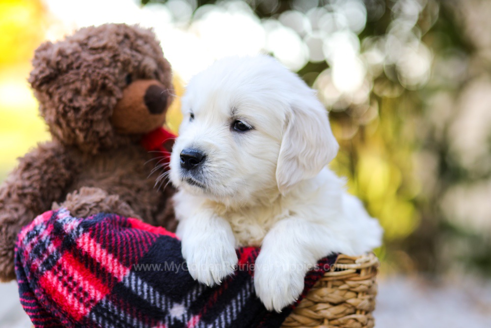 Jake Image of Jake, a Golden Retriever puppy
