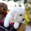 Image of Jake, a Golden Retriever puppy