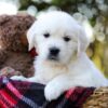 Image of Jake, a Golden Retriever puppy