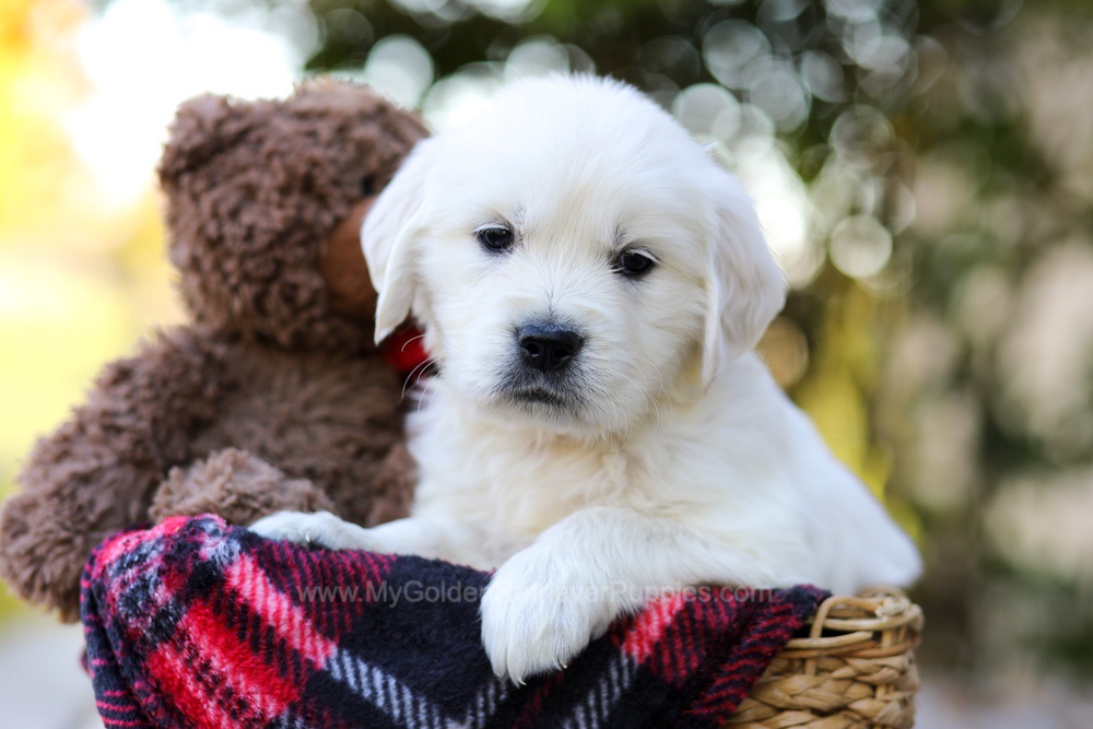 Jake Image of Jake, a Golden Retriever puppy