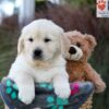 Image of Jasper, a Golden Retriever puppy