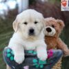 Image of Jasper, a Golden Retriever puppy