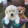 Image of Jasper, a Golden Retriever puppy