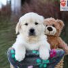 Image of Jasper, a Golden Retriever puppy