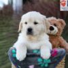 Image of Jasper, a Golden Retriever puppy