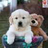 Image of Jasper, a Golden Retriever puppy