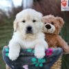 Image of Jasper, a Golden Retriever puppy
