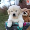 Image of Jasper, a Golden Retriever puppy