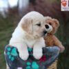 Image of Jasper, a Golden Retriever puppy