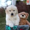 Image of Jasper, a Golden Retriever puppy