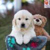 Image of Jasper, a Golden Retriever puppy