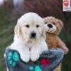 Image of Jasper, a Golden Retriever puppy