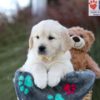 Image of Jasper, a Golden Retriever puppy