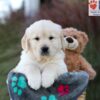 Image of Jasper, a Golden Retriever puppy