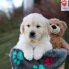 Image of Jasper, a Golden Retriever puppy