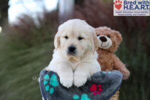 Image of Jasper, a Golden Retriever puppy