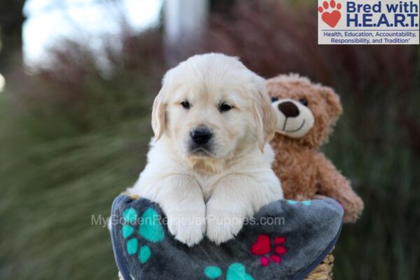 Image of Jasper, a Golden Retriever puppy