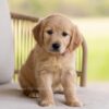 Image of Jolene, a Golden Retriever puppy