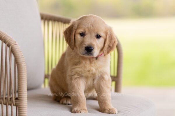Image of Jolene, a Golden Retriever puppy